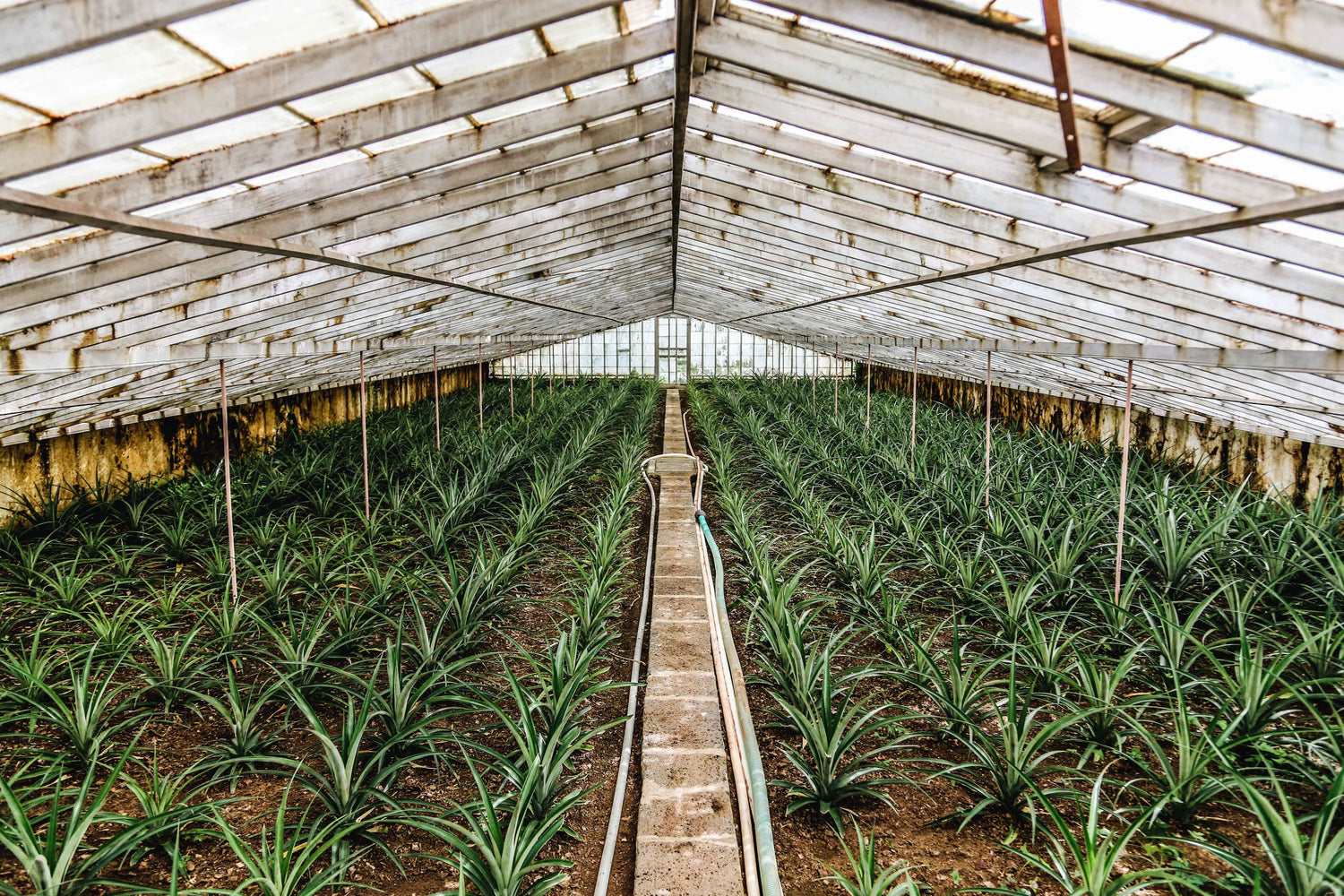 "Natural supplement ingredients grown in eco-friendly greenhouse for clean formulations"