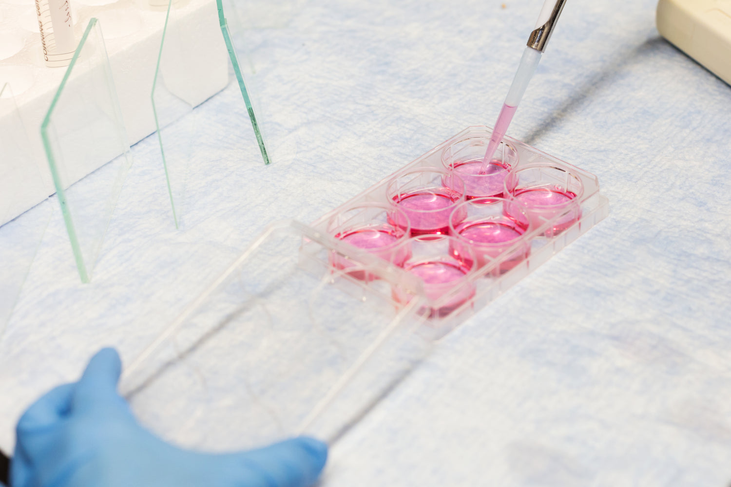 Close-up of lab-tested supplement ingredients in pink solution tray, symbolizing science-backed wellness and quality assurance